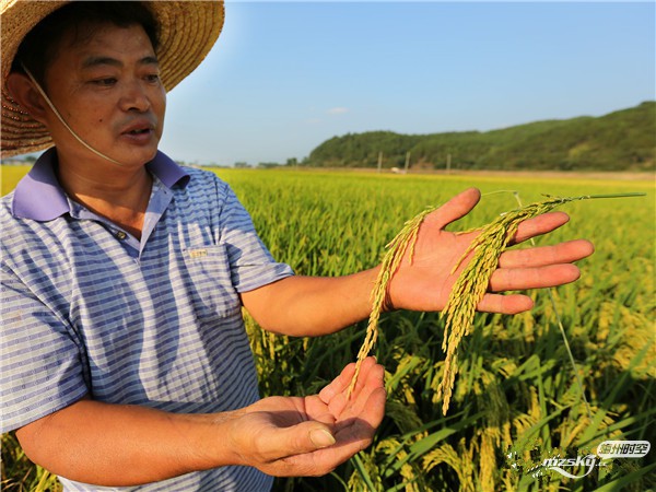 种植户钟运青在向记者展示超级稻和普通杂交稻,右边为穗大粒多的"神稻