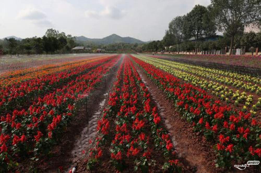 园区内百花怒放，犹如一片花的海洋。.jpg