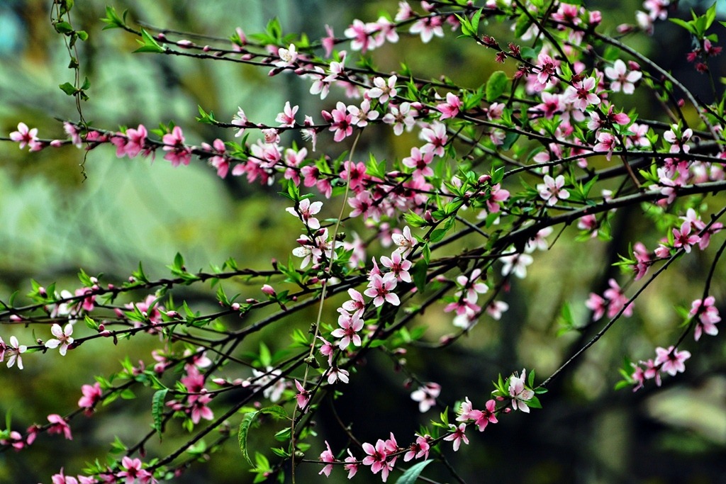 桃花迎春