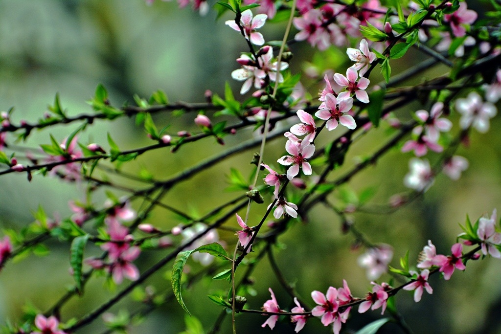 桃花迎春